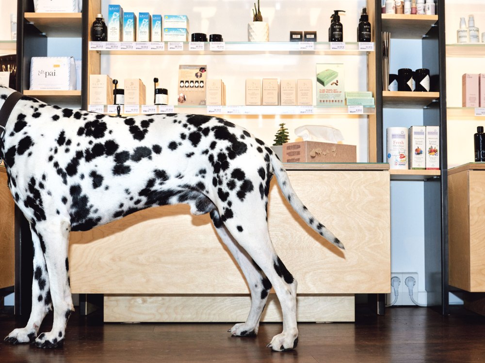Dalmatian standing in front of wooden shelves filled with skincare products in a store. The scene conveys a quirky, light-hearted tone.