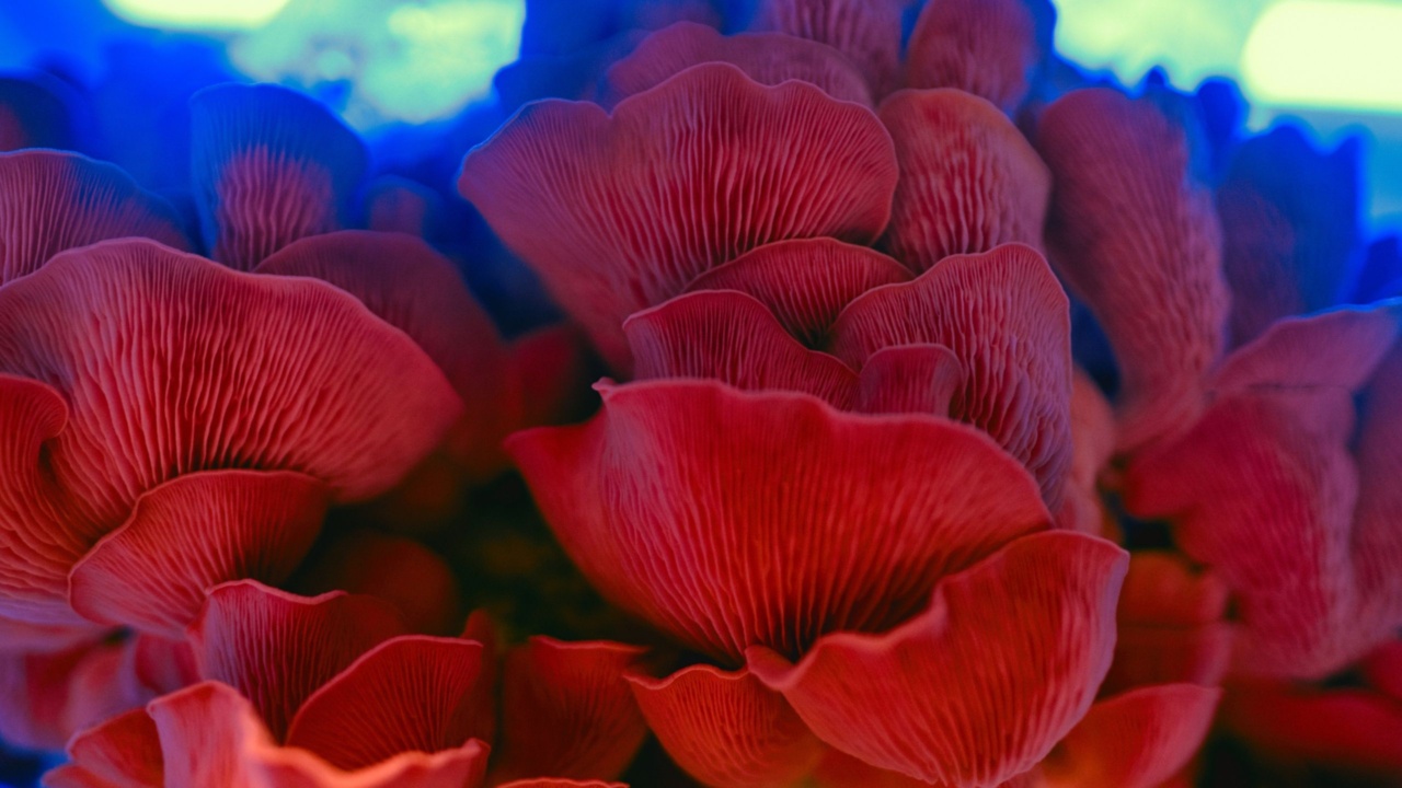 meet the mushroom fanatics cultivating fungi before their customers’ eyes