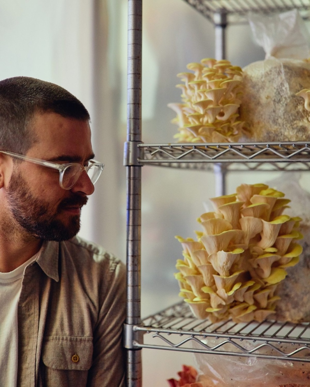 A man in glasses observes yellow oyster mushrooms growing on metal shelves. The setting is indoors and the mood is curious and contemplative.