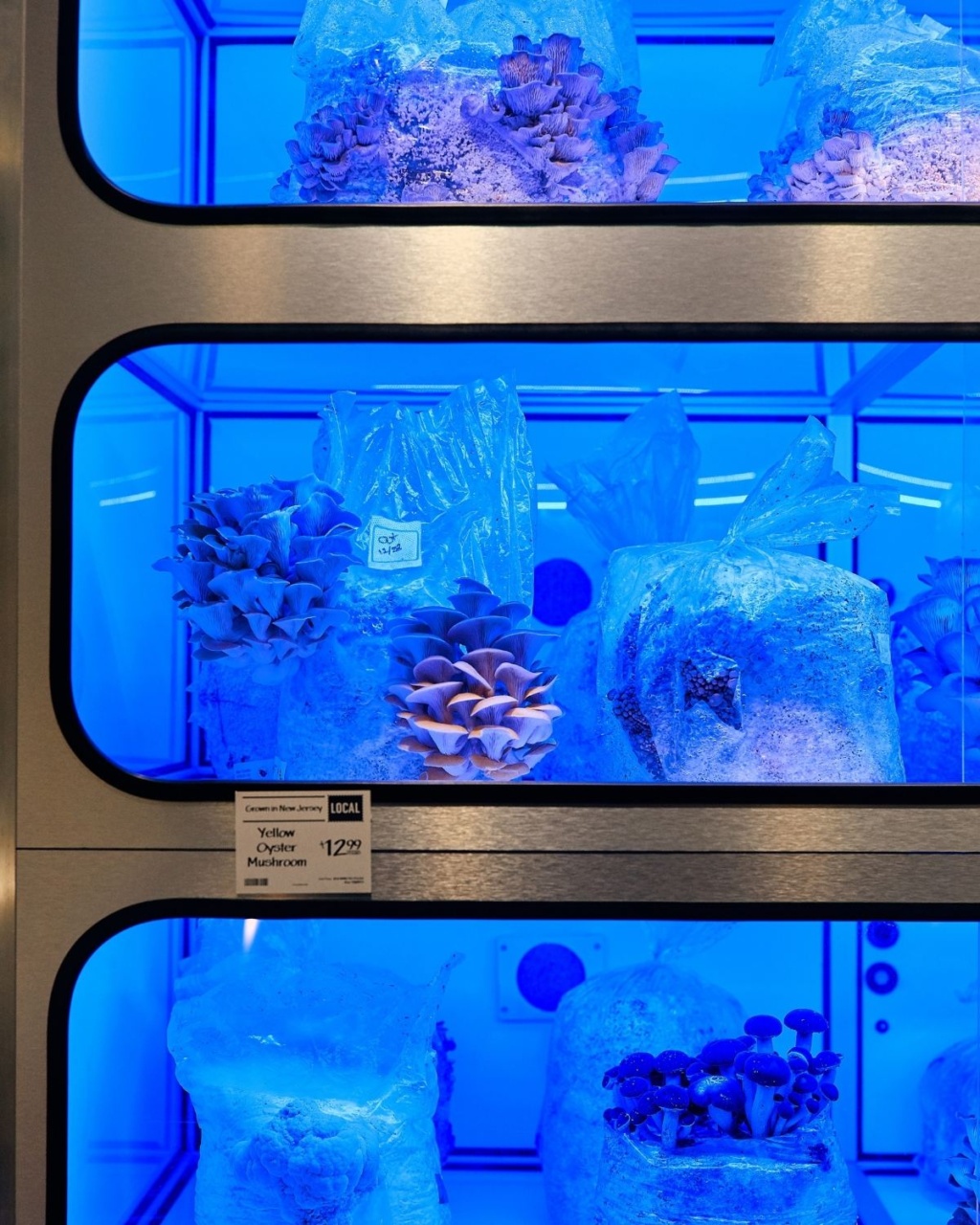 Bright blue-lit shelves display various mushrooms growing in plastic bags, labeled as Yellow Oyster Mushrooms priced at $12.99. The scene feels futuristic.
