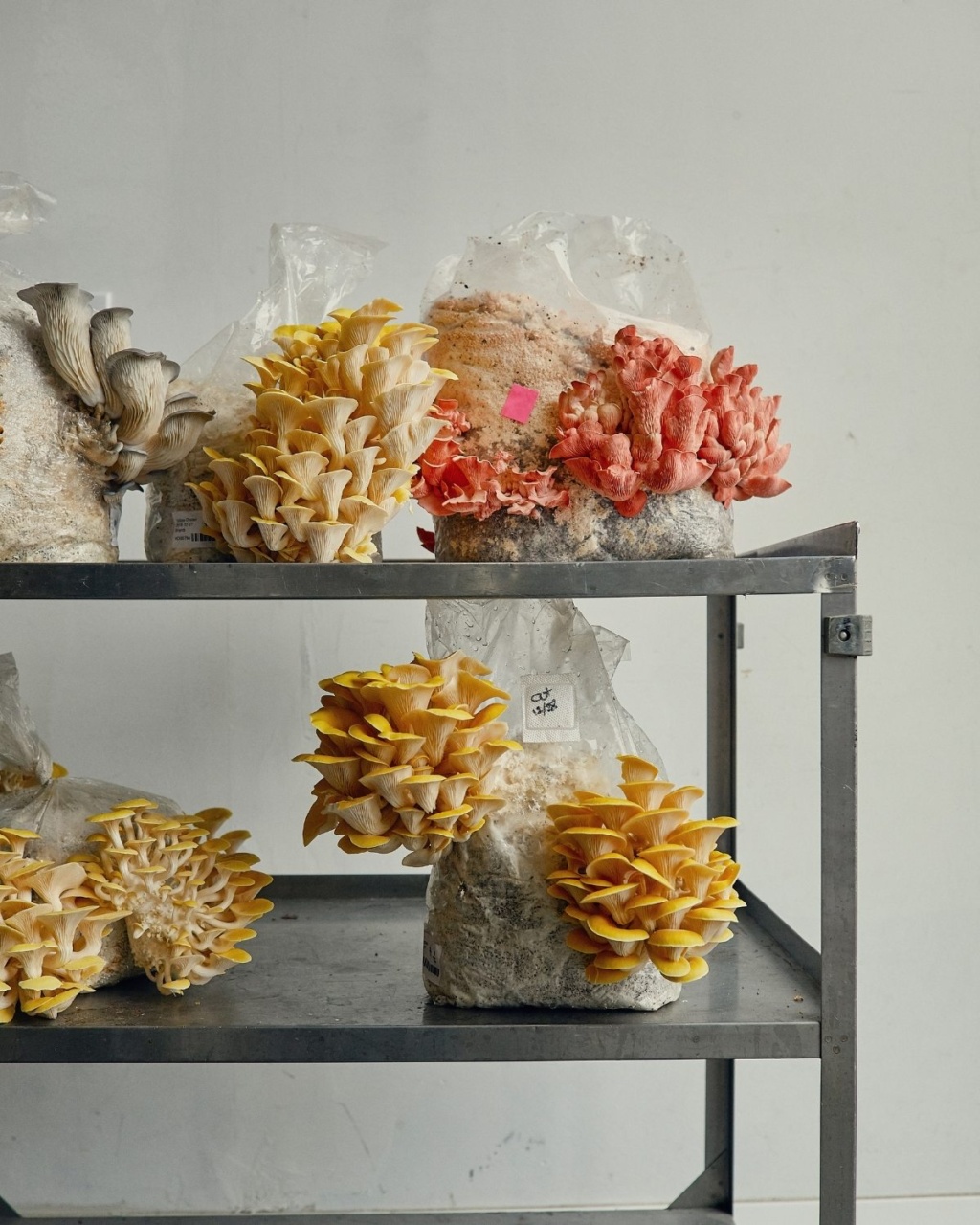 Colorful mushrooms growing from plastic bags on a metal shelf against a plain wall. The mushrooms have vibrant yellow, pink, and cream tones.