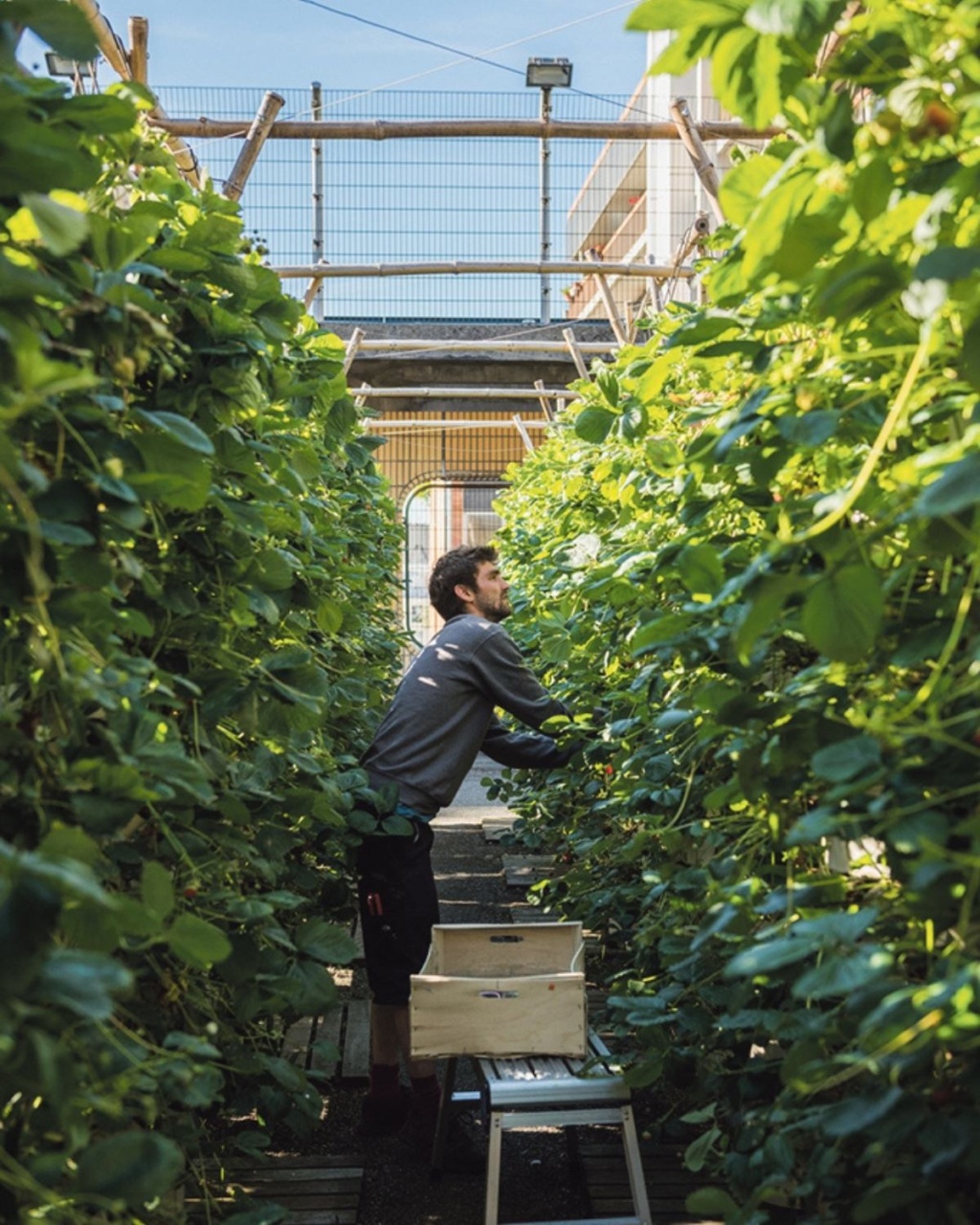 A person tends to lush green plants in a sunlit rooftop garden. Surrounded by vibrant leaves, they appear focused and content. Urban agriculture scene.