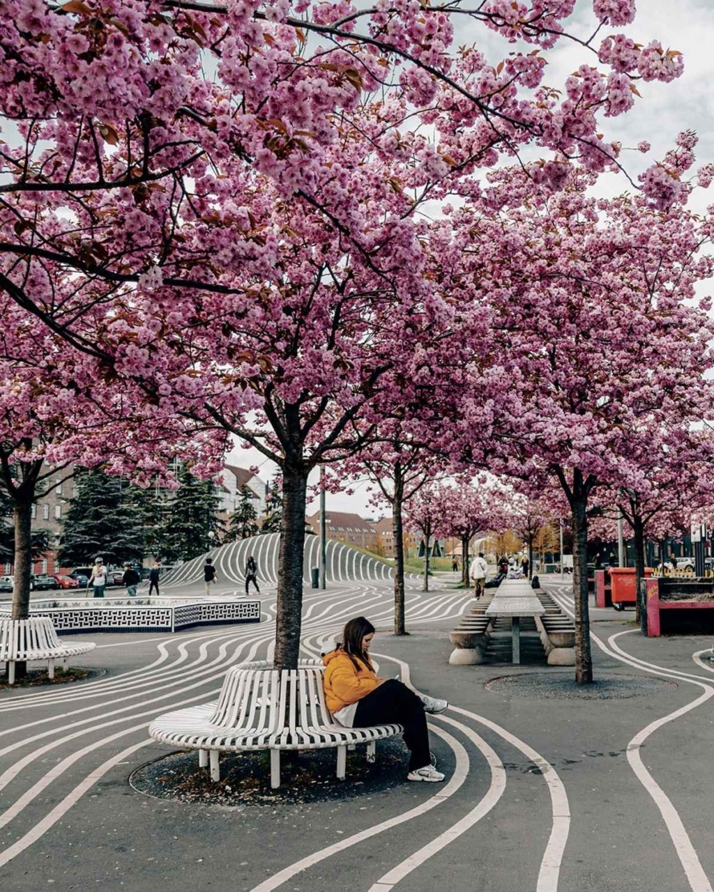 A serene scene in a park with pink cherry blossoms and curving white lines on the ground. A person in a yellow jacket sits on a round bench.