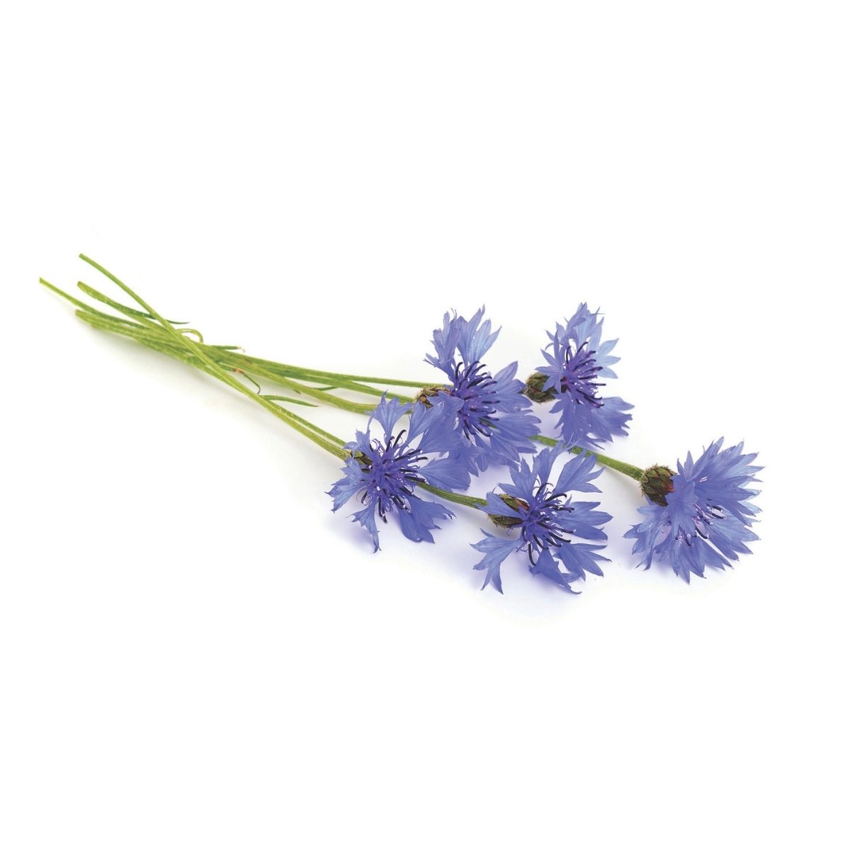 A small bouquet of vibrant blue cornflowers with green stems arranged on a white background. The flowers' delicate petals and vivid color convey a fresh, cheerful mood.
