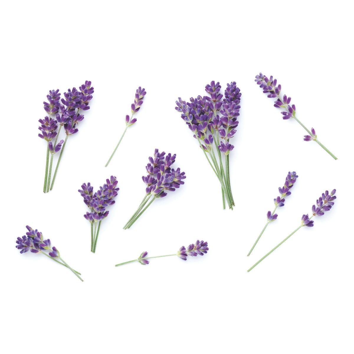 Sprigs of purple lavender scattered on a white background. The vibrant flowers create a calm and relaxing vibe, emphasizing their natural beauty.