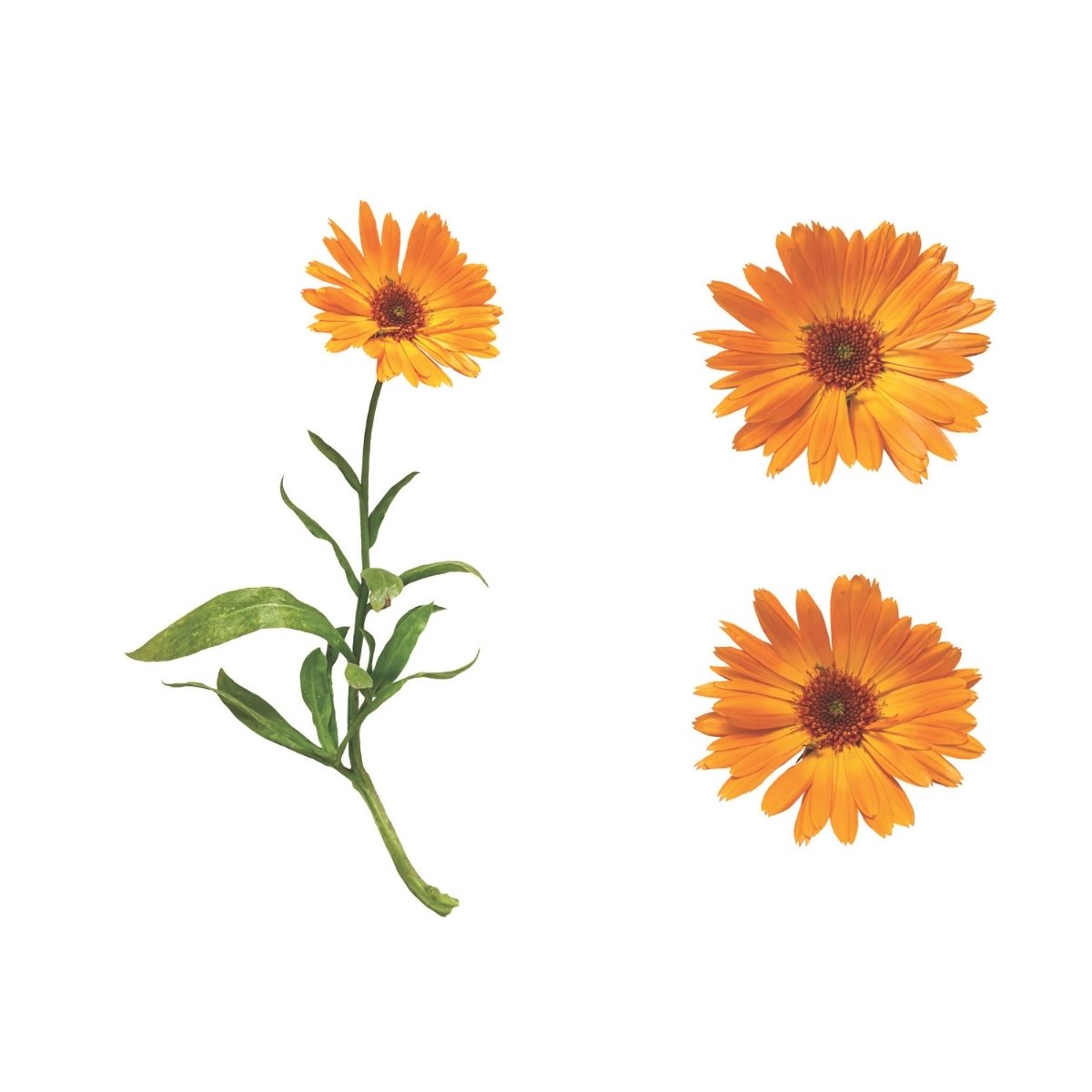 Orange marigold flower on left with detailed green stem and leaves, accompanied by two close-up blooms on the right. The image conveys a bright and cheerful tone.