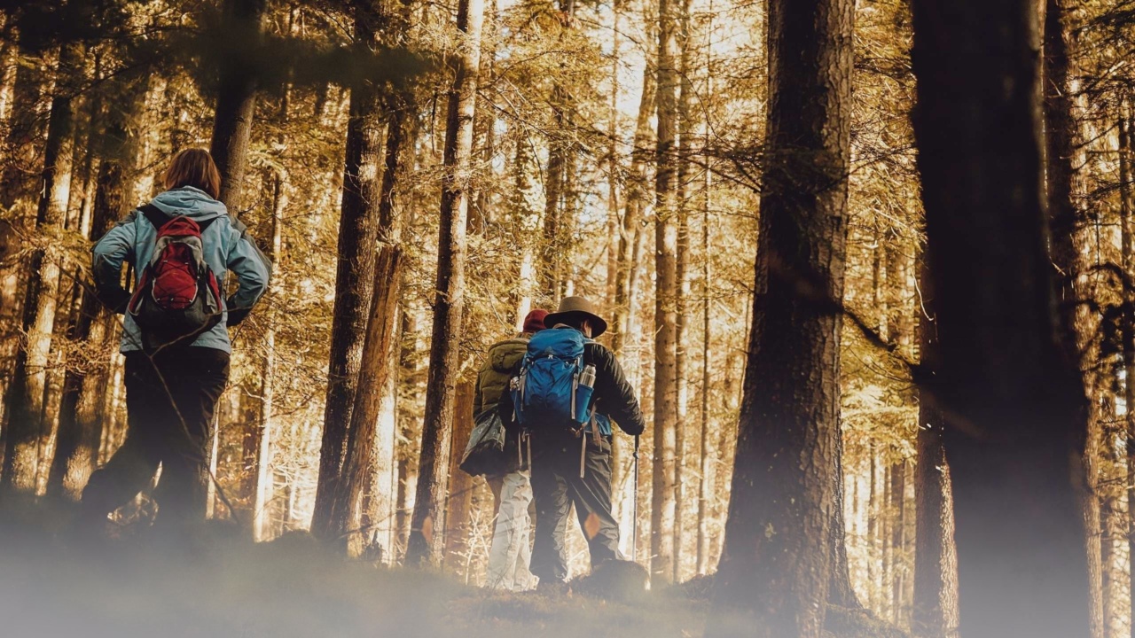 diving into the forest