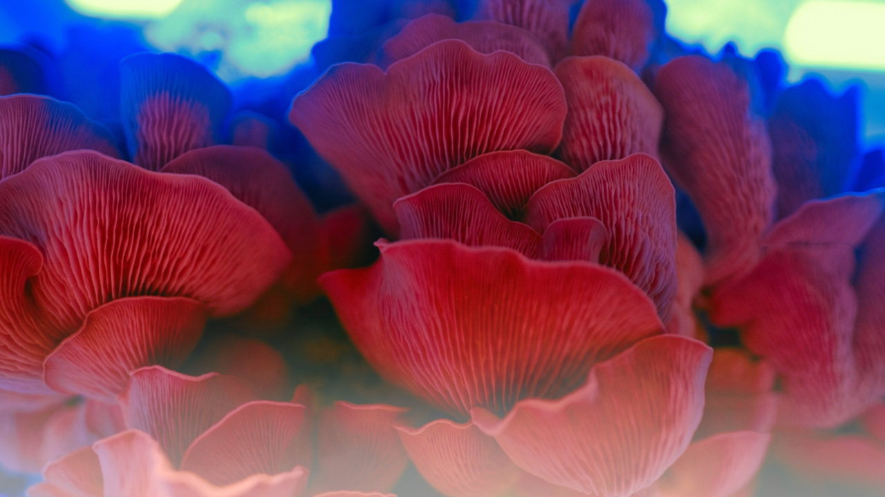 meet the mushroom fanatics cultivating fungi before their customers’ eyes